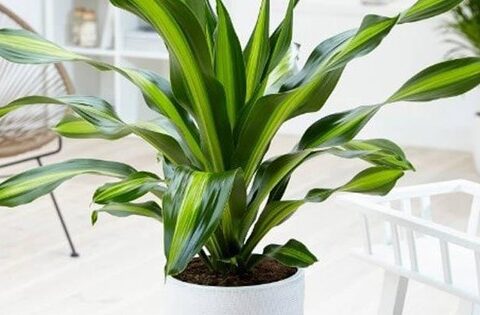 5 cây cảnh nên trồng tại nhà để tài lộc dồi dào, tiền nhiều như thác lũ