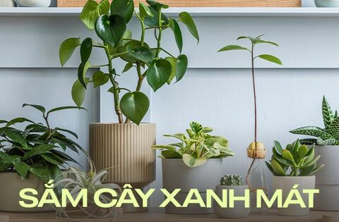 7 cây xanh nên trồng để không gian nhà cửa trở nên thoáng đãng, tươi mát