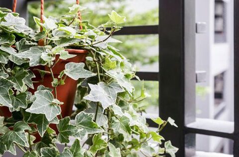 6 loại cây cảnh vừa đẹp vừa thanh lọc không khí được người Malaysia ưa chuộng