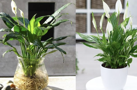 5 loại cây nên trồng ở ban công, càng tươi tốt gia chủ càng phát tài