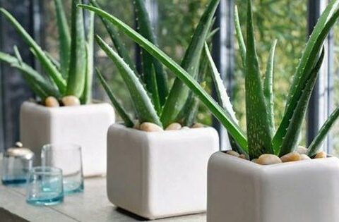 7 loại cây hút bức xạ máy tính hiệu quả phù hợp cho môi trường làm việc của dân văn phòng