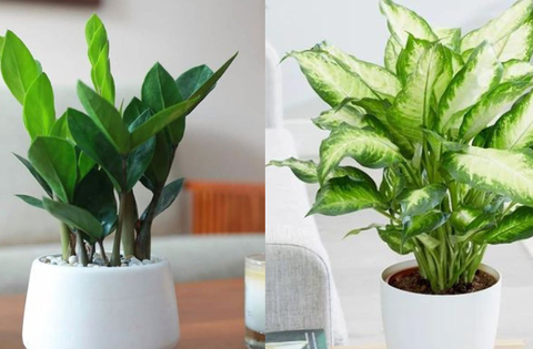 6 loại cây không có nắng vẫn sống tốt