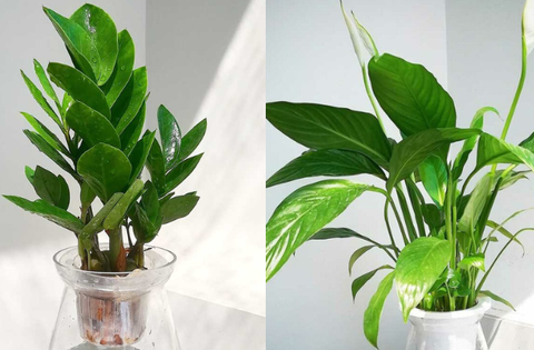 6 loại cây cảnh thủy sinh nên đặt trên bàn làm việc