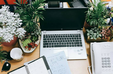 6 loại cây thích hợp đặt trên bàn làm việc