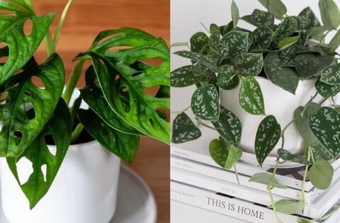 6 loại cây như “nam châm” hút tiền bạn nên trồng trong nhà