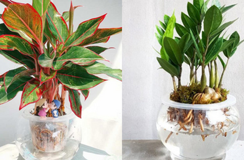 5 loại cây mang ý nghĩa tài lộc và phú quý, đầu năm nên mua về chưng để thu hút Thần Tài