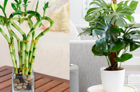 4 loại cây sợ ánh nắng mặt trời, càng để trong góc tối càng lớn nhanh như thổi, hoa lá tốt tươi