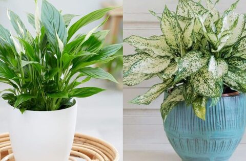 5 cây cảnh hợp người mệnh Kim giúp gia chủ “tiền đầy túi”, lộc lá kéo đến ầm ầm
