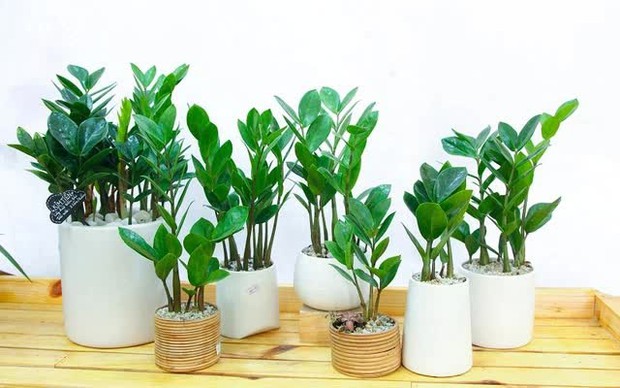 Chuyên gia phong thủy chỉ 3 nên, 2 tránh khi bài trí cửa chính: Càng ở tài lộc càng nhân lên gấp bội, hưởng trọn phú quý bình an - Ảnh 2. Chuyên gia phong thủy chỉ 3 nên, 2 tránh khi bài trí cửa chính: Càng ở tài lộc càng nhân lên gấp bội, hưởng trọn phú quý bình an - Ảnh 2.