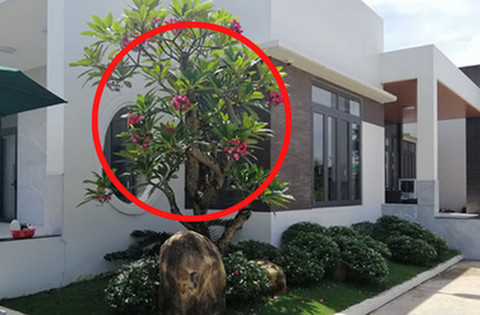 Không trồng 4 loại cây này trước cửa nhà, kẻo vận xui ập đến, của cải tiêu tan