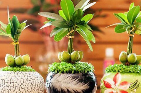 Những loại cây trồng cuối năm vừa hợp phong thủy lại chiêu tài lộc