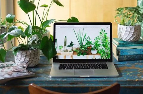 Cách bố trí cây phát tài để bàn làm việc giúp cây xanh tốt mang lại tài lộc