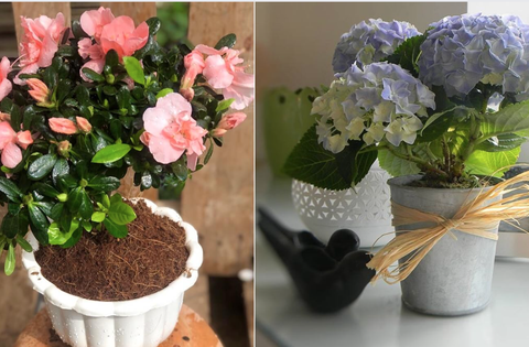 Đẹp nhưng độc: 6 loài hoa được trưng nhiều trong nhà hóa ra lại ẩn chứa nguy hiểm không ai ngờ