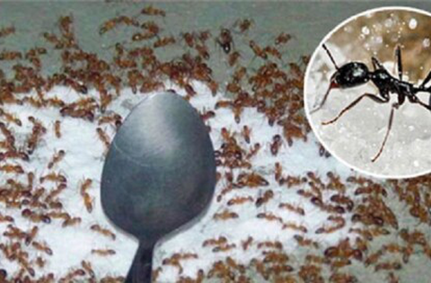 Mẹo đuổi sạch kiến khỏi lọ đường nhanh chóng, hiệu quả