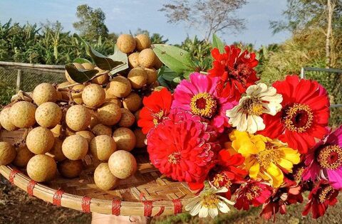 Ai cũng can ngăn cô vợ bán nhà mặt phố để mua nhà hoang cuối xóm, khi nhìn kết quả thì vô cùng kinh ngạc