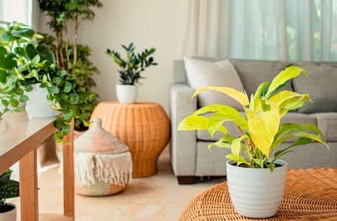 Xu hướng lựa chọn cây trồng trong nhà năm 2023