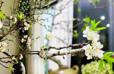 Rộ mốt chi tiền mua cành hoa mận rừng chơi sau Tết