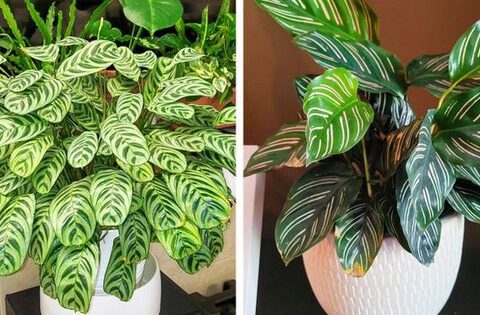 8 loại cây cảnh có thể giúp cân bằng độ ẩm trong nhà của bạn