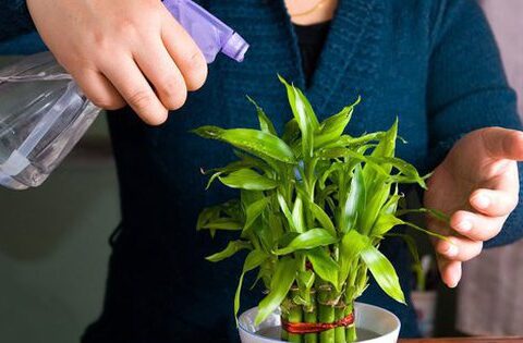 Hướng dẫn chăm sóc cây phát lộc tốt tươi, mang sinh khí vào nhà