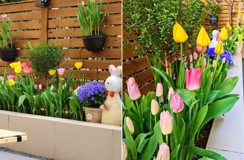 Người phụ nữ 40 tuổi tự tay cải tạo khu vườn 40m² khiến ai nhìn cũng mê