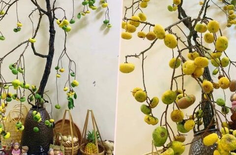 Chị em “sốt xình xịch”, thú chơi cành thị cắm bình lên ngôi