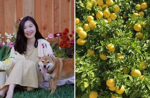 Khu vườn hoa trái xum xuê bị hái trộm, chủ nhân vẫn vui vẻ khi biết danh tính “thủ phạm”
