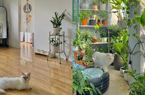 Anh chàng thuê nhà 60m2 chỉ 5 triệu/tháng, trong 2 năm đưa cả “khu vườn” vào nhà