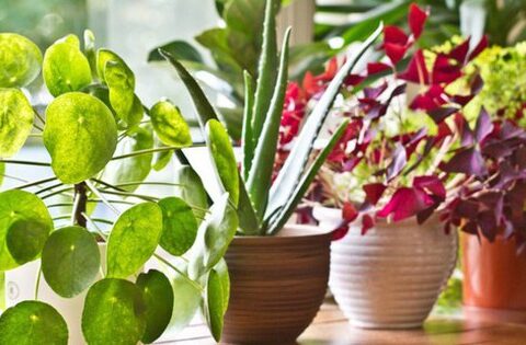 7 loại cây dễ trồng nhất cho người mới bắt đầu