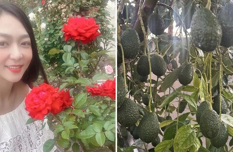 Cơ ngơi của Hà Thanh Xuân ở Mỹ: Rộng 600m2, vườn nhà đủ loại hoa và trái cây ăn không hết