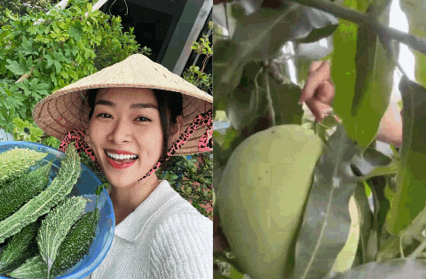 Cận cảnh khu vườn sân thượng trong nhà phố của Diệp Bảo Ngọc: Tự mình bắt sâu hái quả, không cần đi chợ mỗi ngày