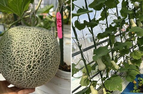 Khu vườn sân thượng rộng 80m2 cây gì cũng có