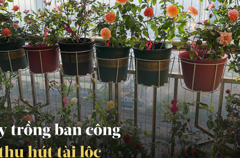 Ban công nhà giàu chuộng nhất 5 cây cảnh này: Thanh lọc không khí, tốt cho sức khỏe lại giúp chủ nhân hút may mắn