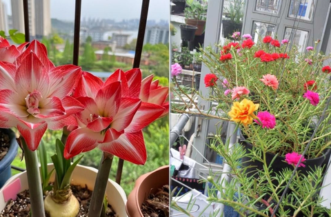 Người lười không nói cho bạn về 5 loài hoa này: “Sợ” tưới nước, bỏ bê vài tuần vẫn đua nở “ngon ơ”