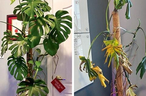 Trong nhà có cây héo quắt, chết dần chết mòn: Không hẳn là điềm gở, nhưng chủ nhân khó tránh vận xui