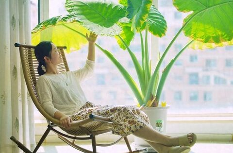 5 loại cây xanh được ưa chuộng để ở phòng khách vì “lá to”, ngụ ý làm ăn phát đạt, mang lại sự giàu có