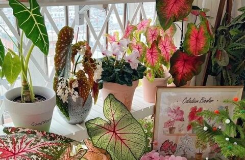 Thầy phong thủy mách: Ban công hướng Bắc trồng 3 cây này, gia chủ phát tài – “ăn lộc” thiên hạ