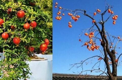 Vì sao “phía đông trồng lựu hốt vàng, phía tây trồng hồng hốt bạc”?