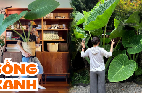Phong thủy và tài lộc: Có nên trồng cây khoai môn tai voi trong nhà không?