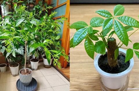 Phong thủy cảnh báo: 5 loại cây tuyệt đối không nên đặt ở phòng khách, kẻo “rước xui xẻo” và mất lộc trong nhà