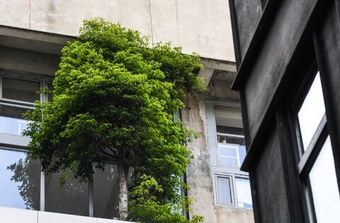 Ban công đặt 5 thứ này, vận may bị chặn đứng, làm mãi không thấy khá