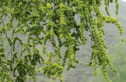 Người xưa dặn kỹ: 5 cây trước nhà KHÔNG nên chặt kẻo tán tài, con cháu lụi bại