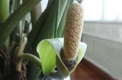 3 cây nở hoa là phúc lộc song hành, vận đỏ ghé thăm: Chúc mừng nhà nào sở hữu